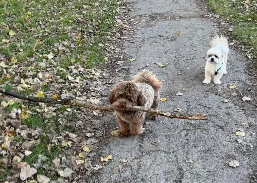 Hondeneigenaren in Utrecht willen meer voorzieningen: ‘Het is beter voor het welzijn van de hond, maar ook voor de mens’