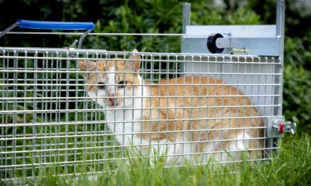 Pilot zwerfkatten stopt: katten blijken minder gevaar voor beschermde dieren dan gedacht