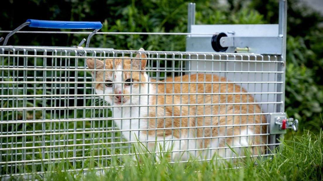 Pilot zwerfkatten stopt: katten blijken minder gevaar voor beschermde dieren dan gedacht