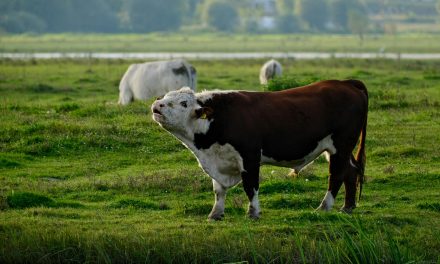 “Nederland blijft letterlijk zitten met de shit”