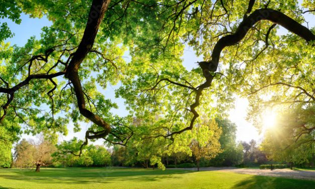 Start herinrichting Park Paardenveld