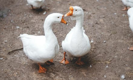 Gemeente Utrecht spreekt uit foie grasvrij te willen worden