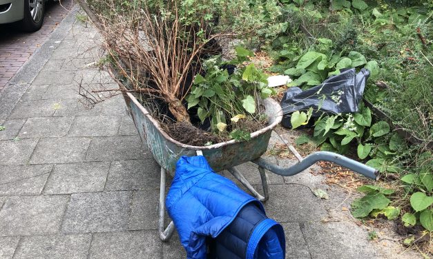 Struikroven probeert planten van Woongemeenschap Buurland te redden met behulp van buurtbewoners