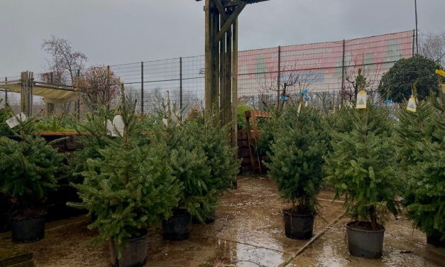 Tuincentrum Steck verkoopt duurzame kerstbomen