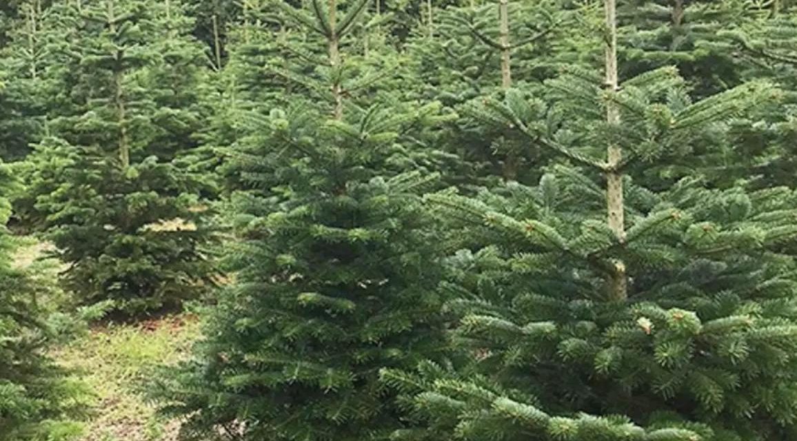 Verkoopweekend duurzame kerstbomen in Hof van Cartesius 