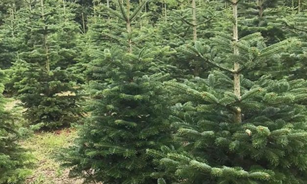 Verkoopweekend duurzame kerstbomen in Hof van Cartesius 