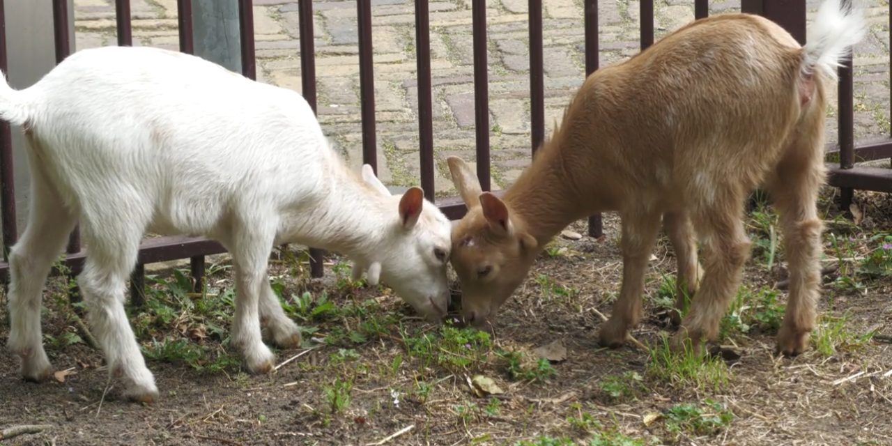 Dwerggeitjes geboren op stadsboerderij Gagelsteede
