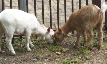 Dwerggeitjes geboren op stadsboerderij Gagelsteede