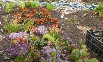 Straatboer Alice biedt planten een tweede leven op Wereldmilieudag