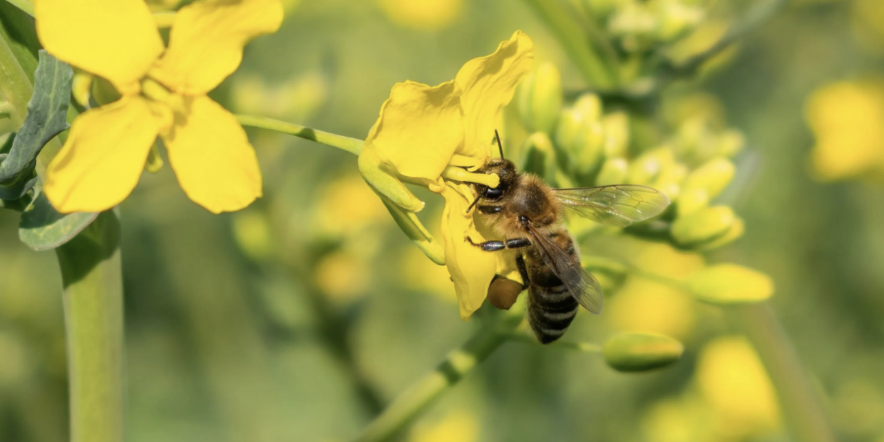 Imker en ecoloog waarschuwen voor bedreiging van bijen
