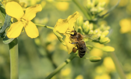 Imker en ecoloog waarschuwen voor bedreiging van bijen