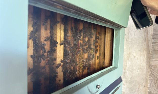 Ontdekkingstocht tussen zoemende bijen in Botanische Tuinen