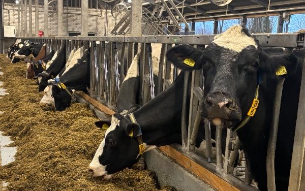 Biologisch eten: Is het zijn prijs waard?