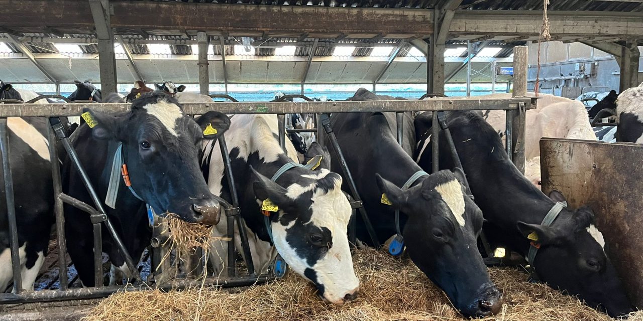 Adopteer een koe: Jouw eigen koe op de boerderij