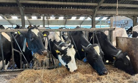 Adopteer een koe: Jouw eigen koe op de boerderij