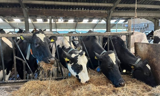 Adopteer een koe: Jouw eigen koe op de boerderij