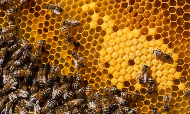 Bijenvolkensterfte in Lunetten hoger dan Utrechts gemiddelde