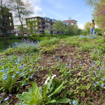 Gemeente wil niet gaan bezuinigen op subsidie groene daken