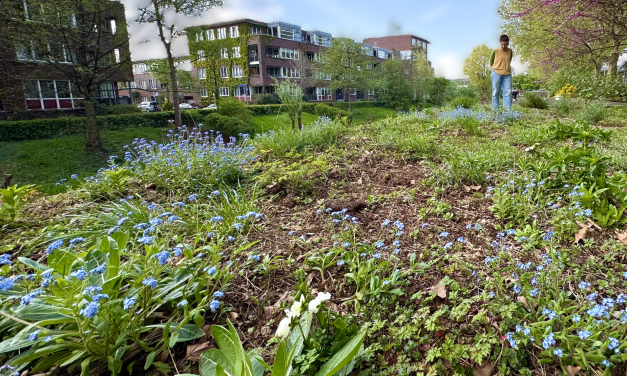 Gemeente wil niet gaan bezuinigen op subsidie groene daken