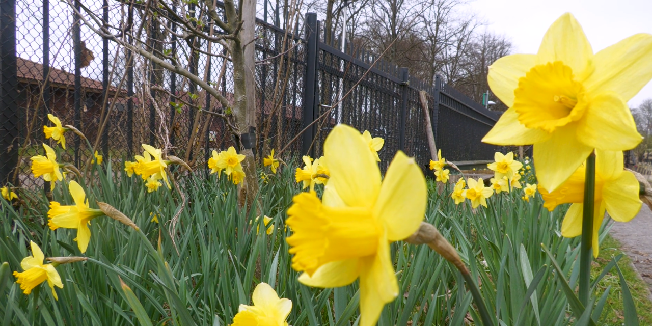 Lente betekend meer werk voor stadsboerderij