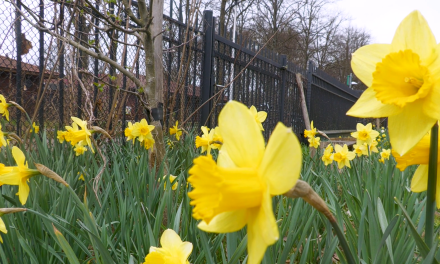Lente betekend meer werk voor stadsboerderij