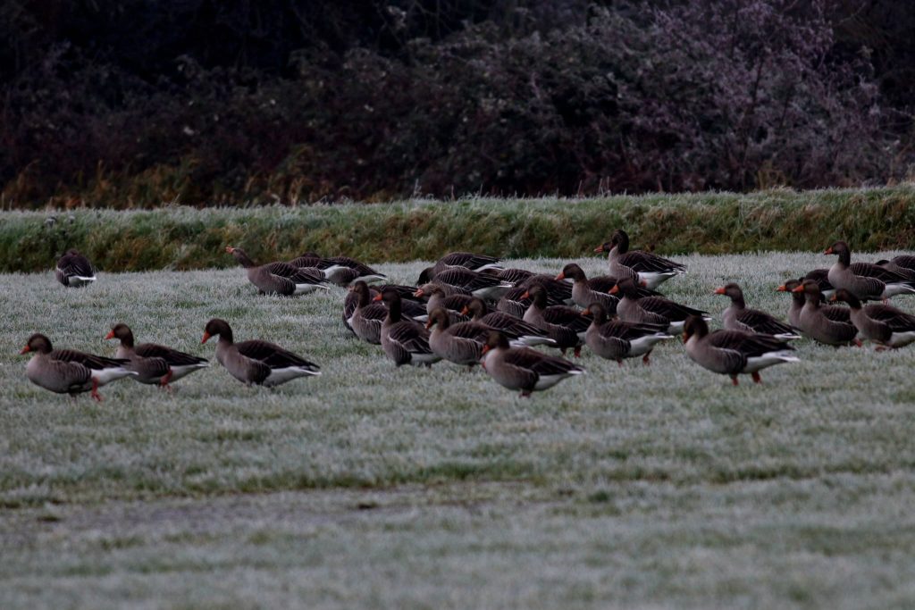 Grote groep grauwe ganzen in een weiland naast Wageningen.