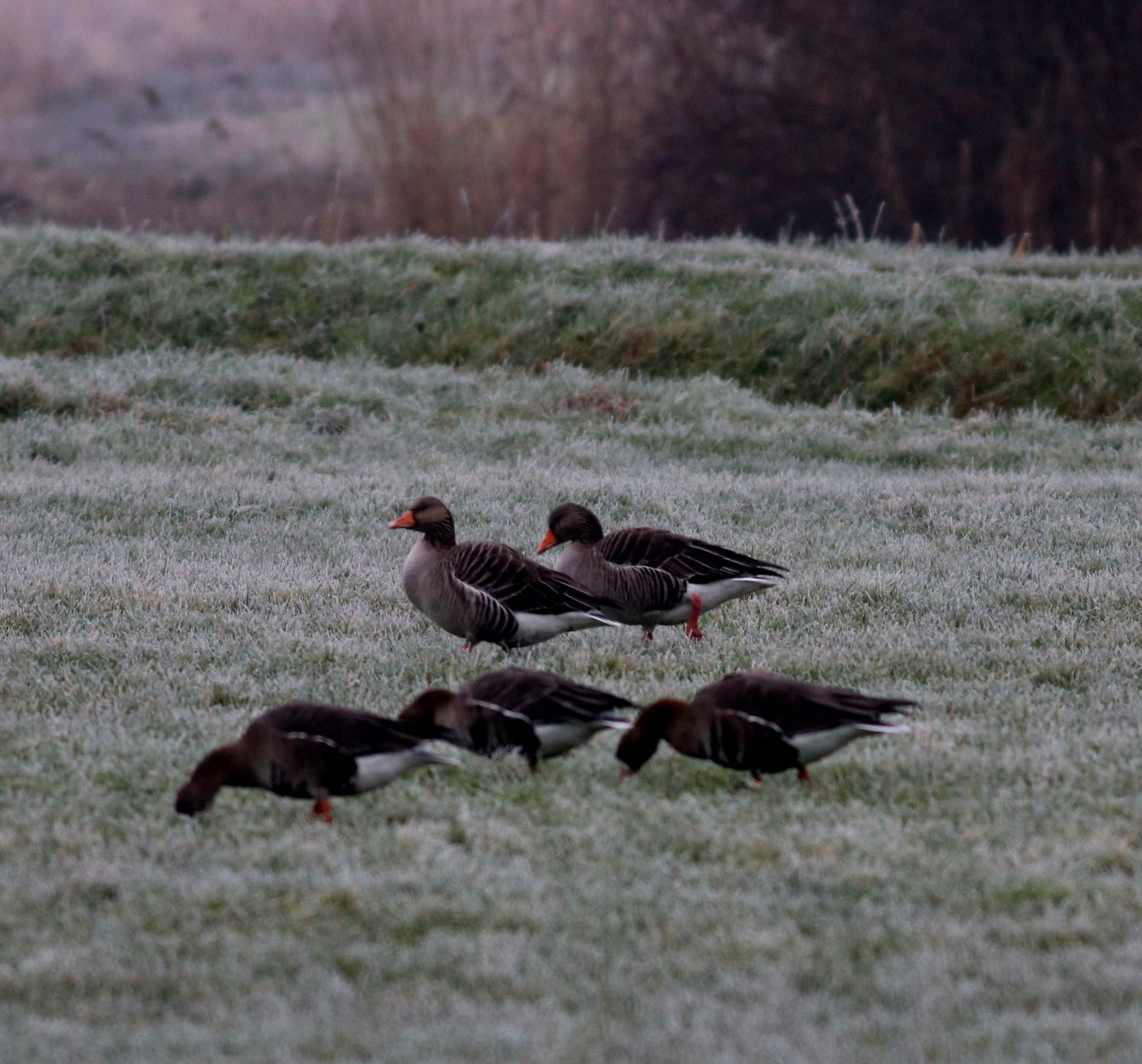 Grauwe gans op een weiland rondom Wageningen.