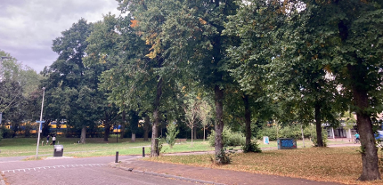 Gemeente kapt bomen in Utrecht-West vanwege iepziekte, maar behoudt groen in de buurt