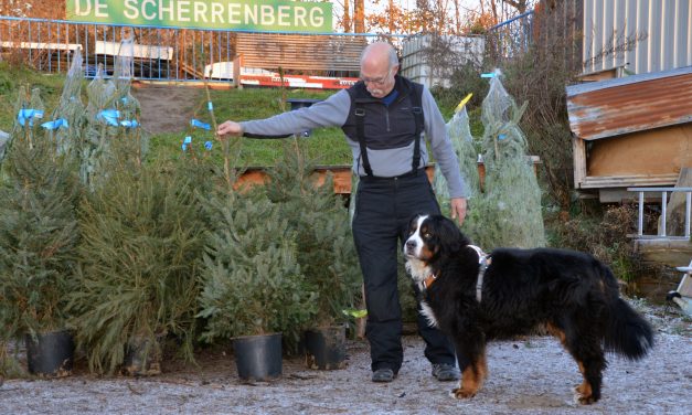 Kerstbomen huren steeds populairder