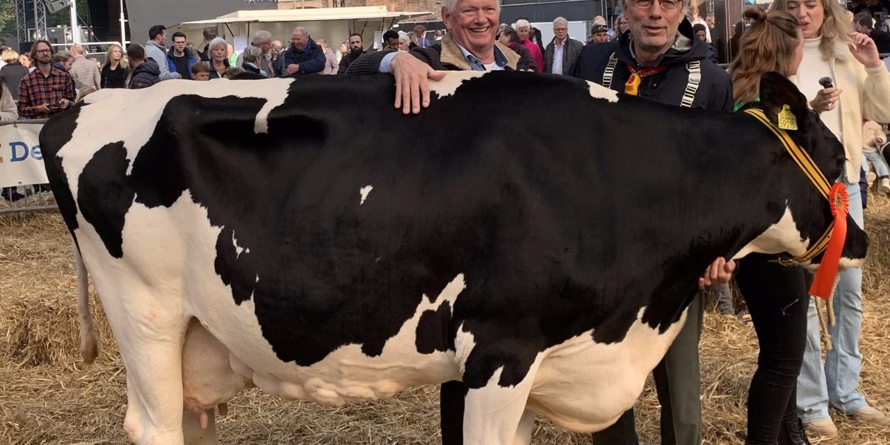 Burgemeester Molkenboer melkt koe Trien voor de lokale scouting