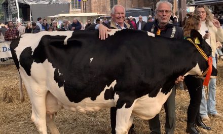 Burgemeester Molkenboer melkt koe Trien voor de lokale scouting