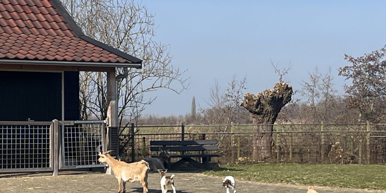 De geboorte lammetjes Kinderboederij Kameryck