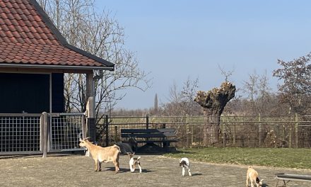 De geboorte lammetjes Kinderboederij Kameryck