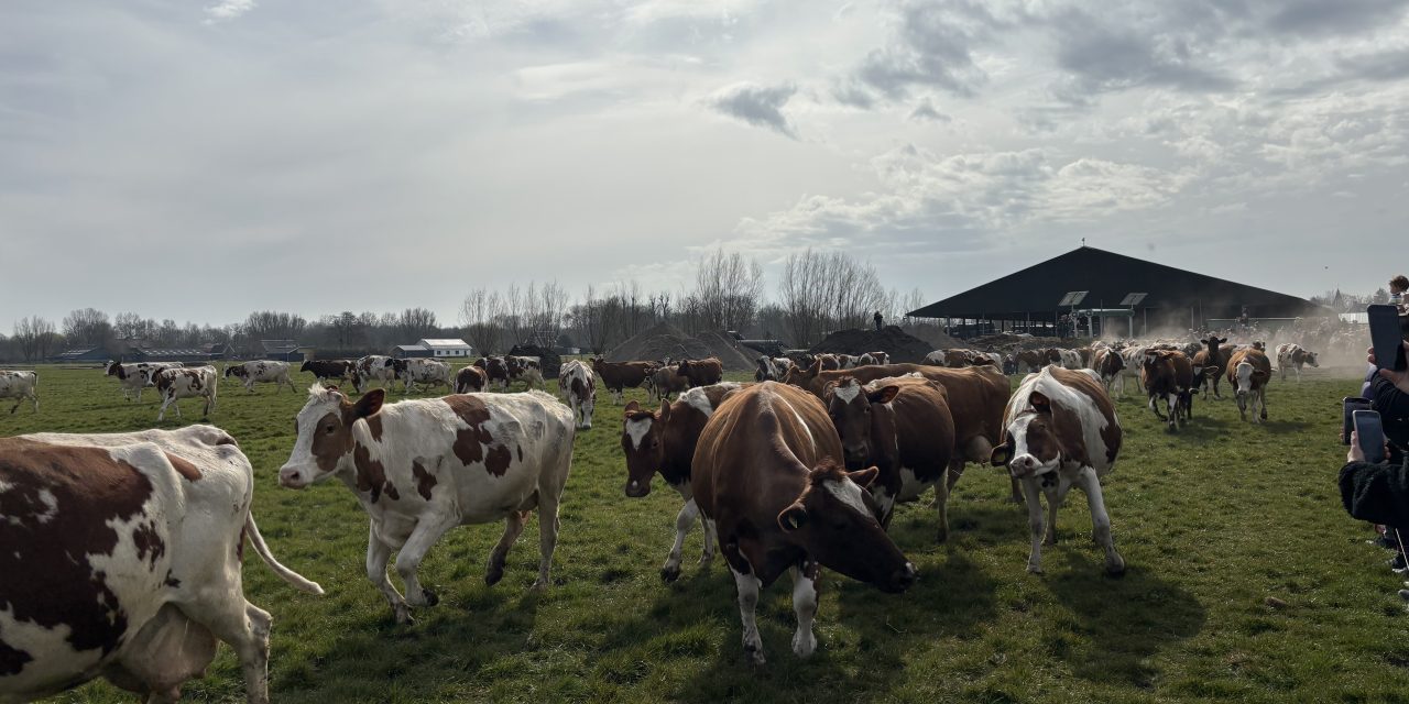 Blije koeien en lentevreugde: Het jaarlijkse Koeiendans-evenement in Kamerik