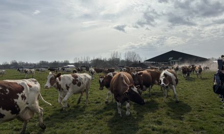Blije koeien en lentevreugde: Het jaarlijkse Koeiendans-evenement in Kamerik