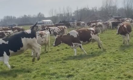 Koeiendans Kamerik laat publiek stralen: “De mooiste traditie die er is”