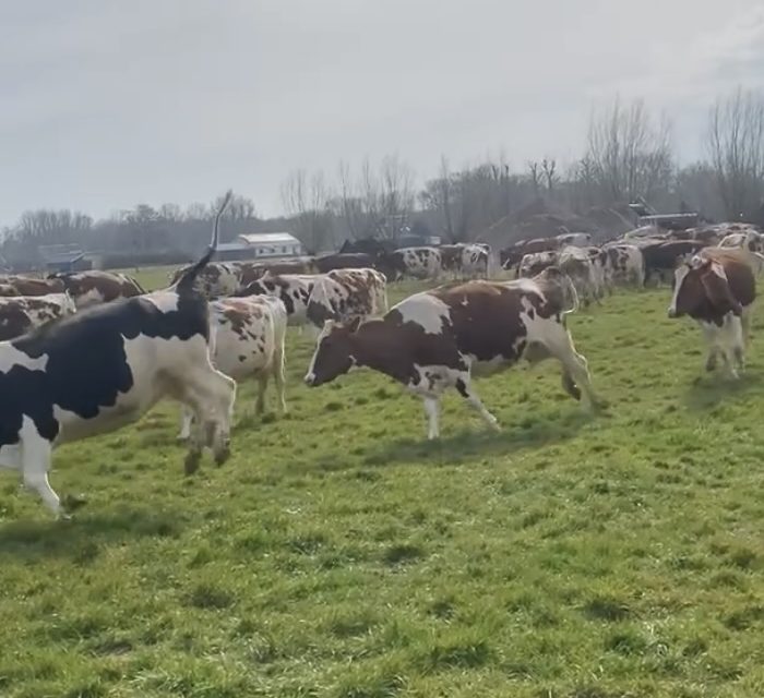Koeiendans Kamerik laat publiek stralen: “De mooiste traditie die er is”