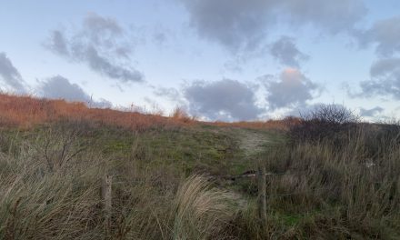 Is er genoeg plek voor de biodiversiteit in Woerden?