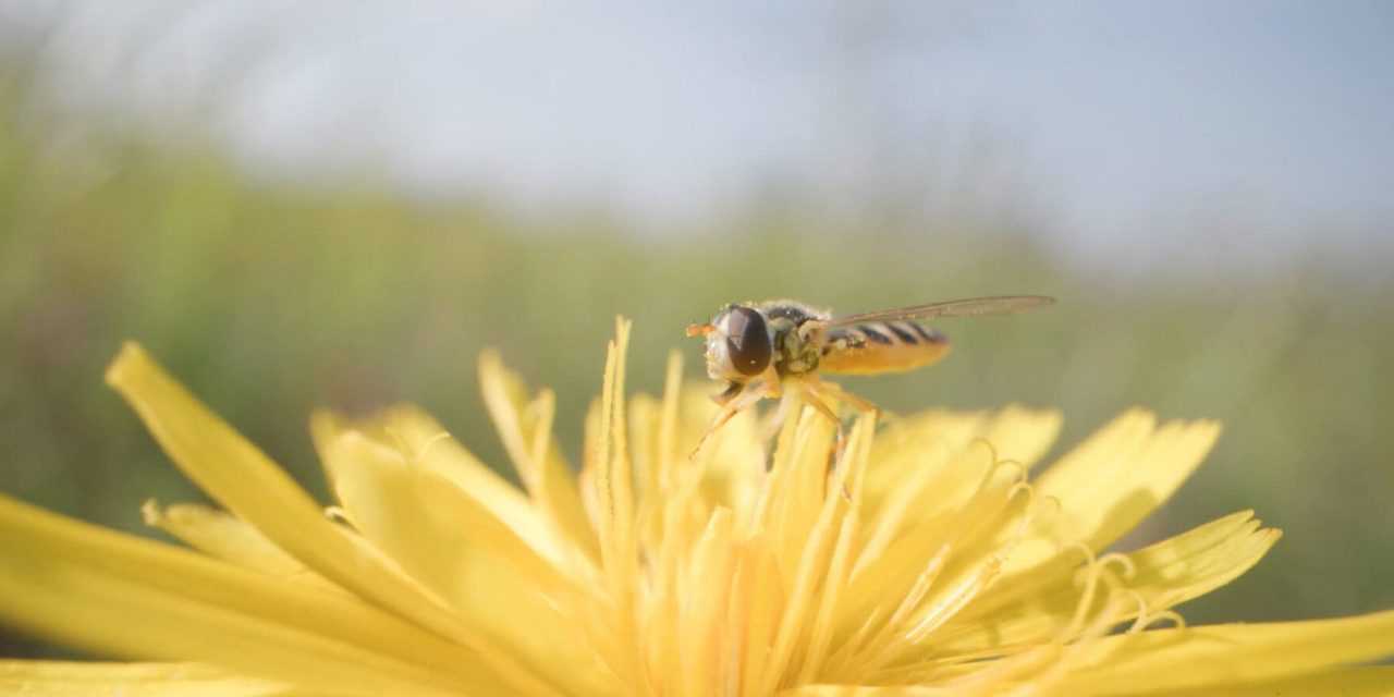 Vertoning van documentaire ‘Vergeten leven van Nederland’ in de ‘Week van de Biodiversiteit’