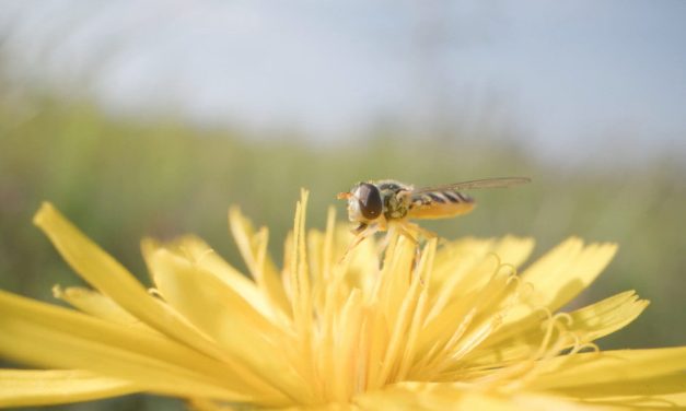 Vertoning van documentaire ‘Vergeten leven van Nederland’ in de ‘Week van de Biodiversiteit’