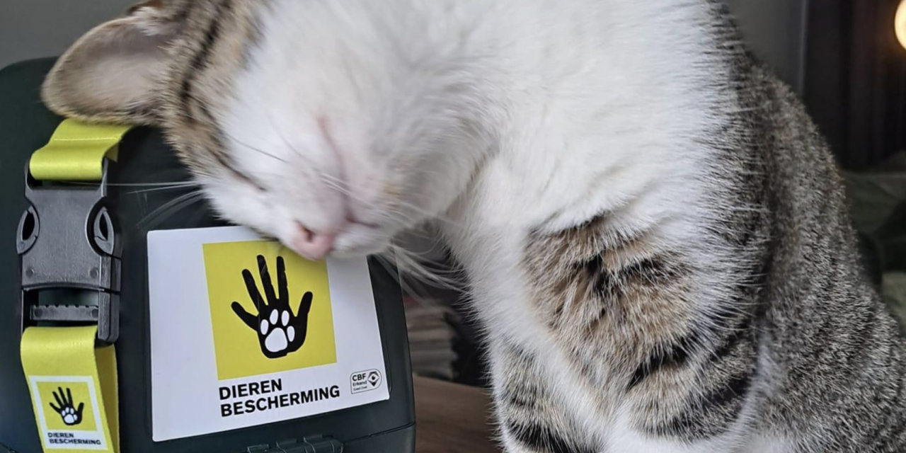 Collecteweek rond Werelddierendag versterkt inzet voor veiligheid van dieren