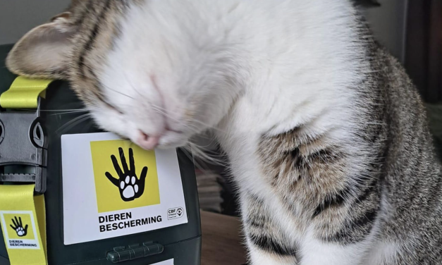 Collecteweek rond Dierendag: samen voor dieren die onze hulp hard nodig hebben