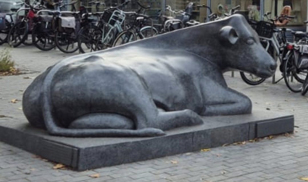 Hoe voelt een koe zich bij de koeienmart