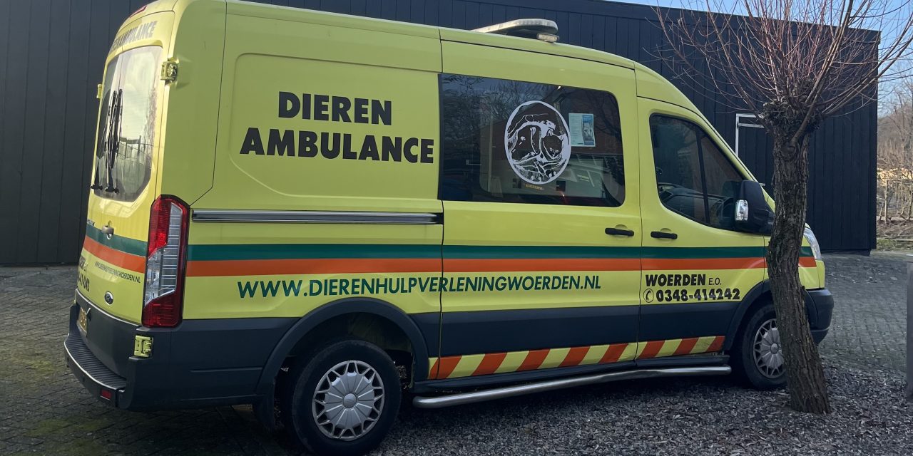 Vrijwilligers onmisbaar in dierenasiel Woerden: ‘Zonder ons belanden dieren op straat’