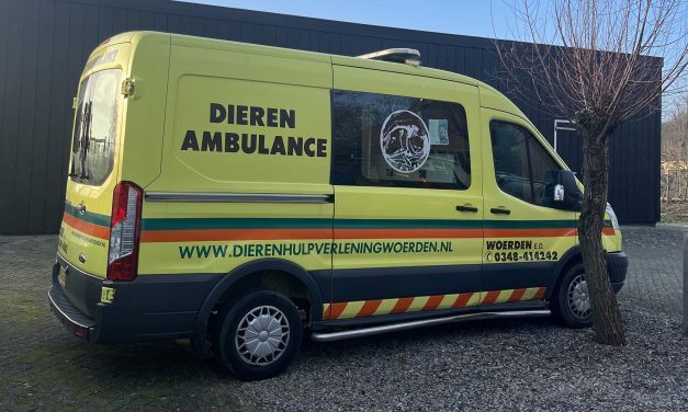 Vrijwilligers onmisbaar in dierenasiel Woerden: ‘Zonder ons belanden dieren op straat’