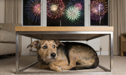 ‘Vuurwerk heeft voor honden geen enkele toegevoegde waarde’, zegt een Woerdense dierenarts over de laatste vrije jaarwisseling