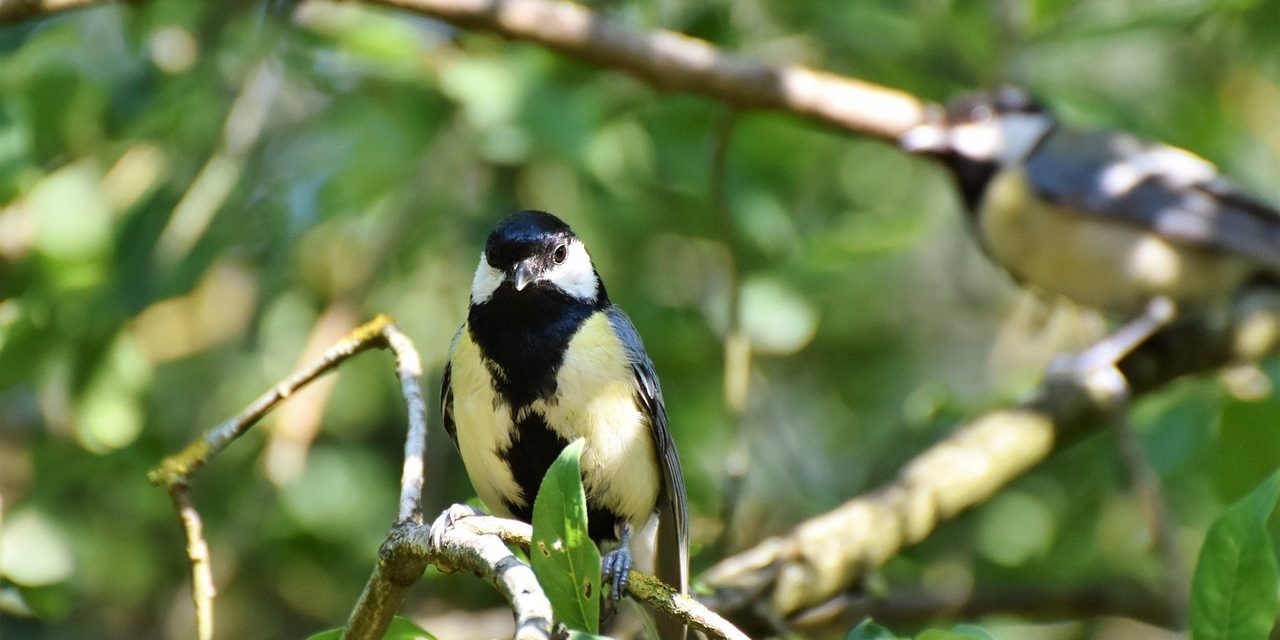 Hoe vogelgriep vogel vereniging Avicultura belemmert