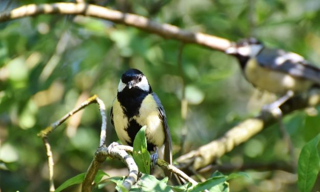 Hoe vogelgriep vogel vereniging Avicultura belemmert