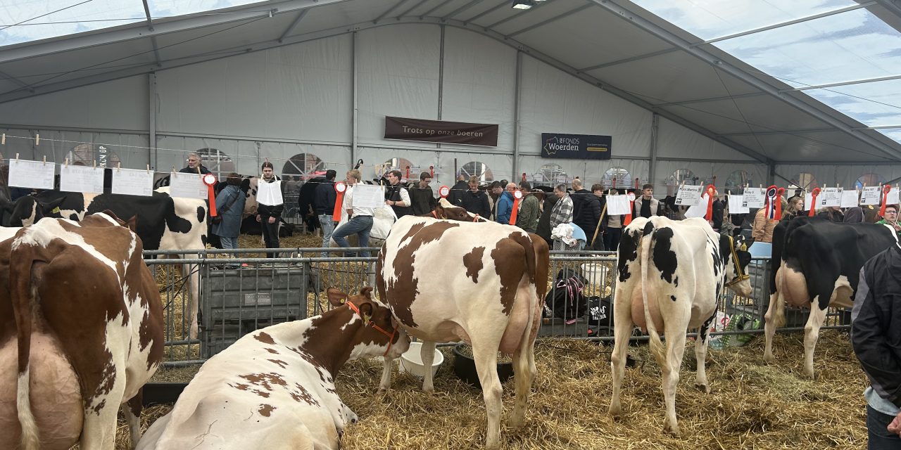 Verzorging van de koeien op de Koeiemart