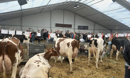 Verzorging van de koeien op de Koeiemart